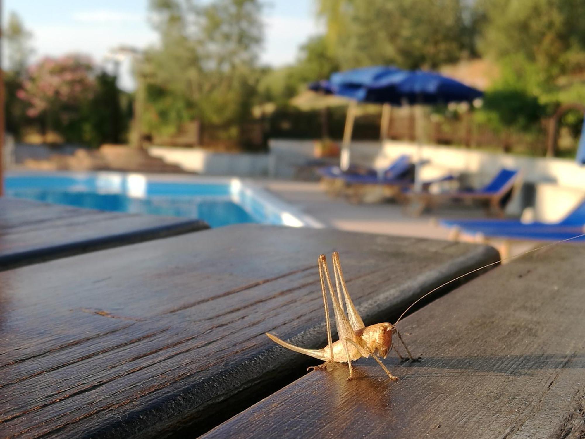 Agriturismo Cornieto Monteleone d'Orvieto Ngoại thất bức ảnh