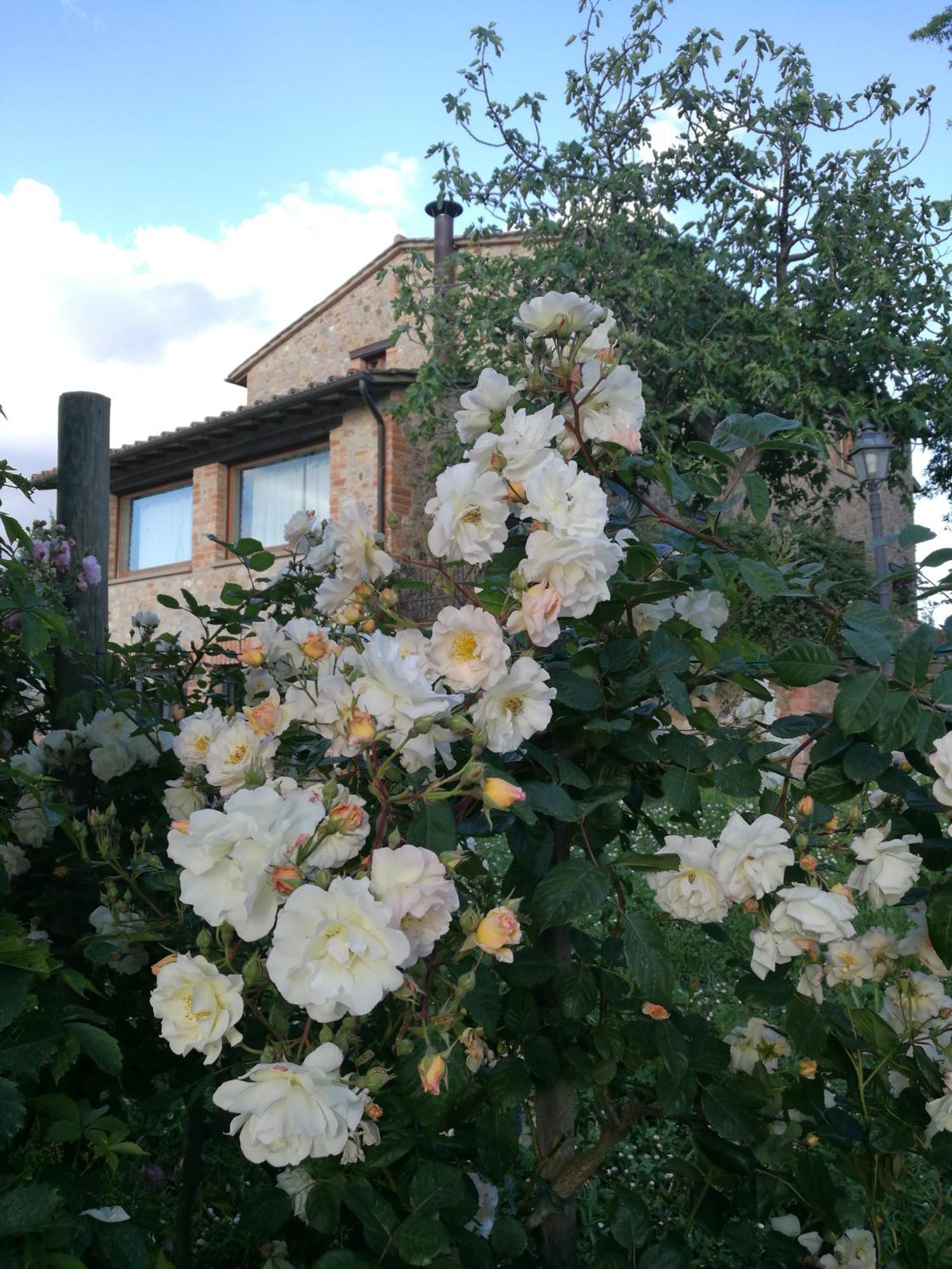 Agriturismo Cornieto Monteleone d'Orvieto Ngoại thất bức ảnh