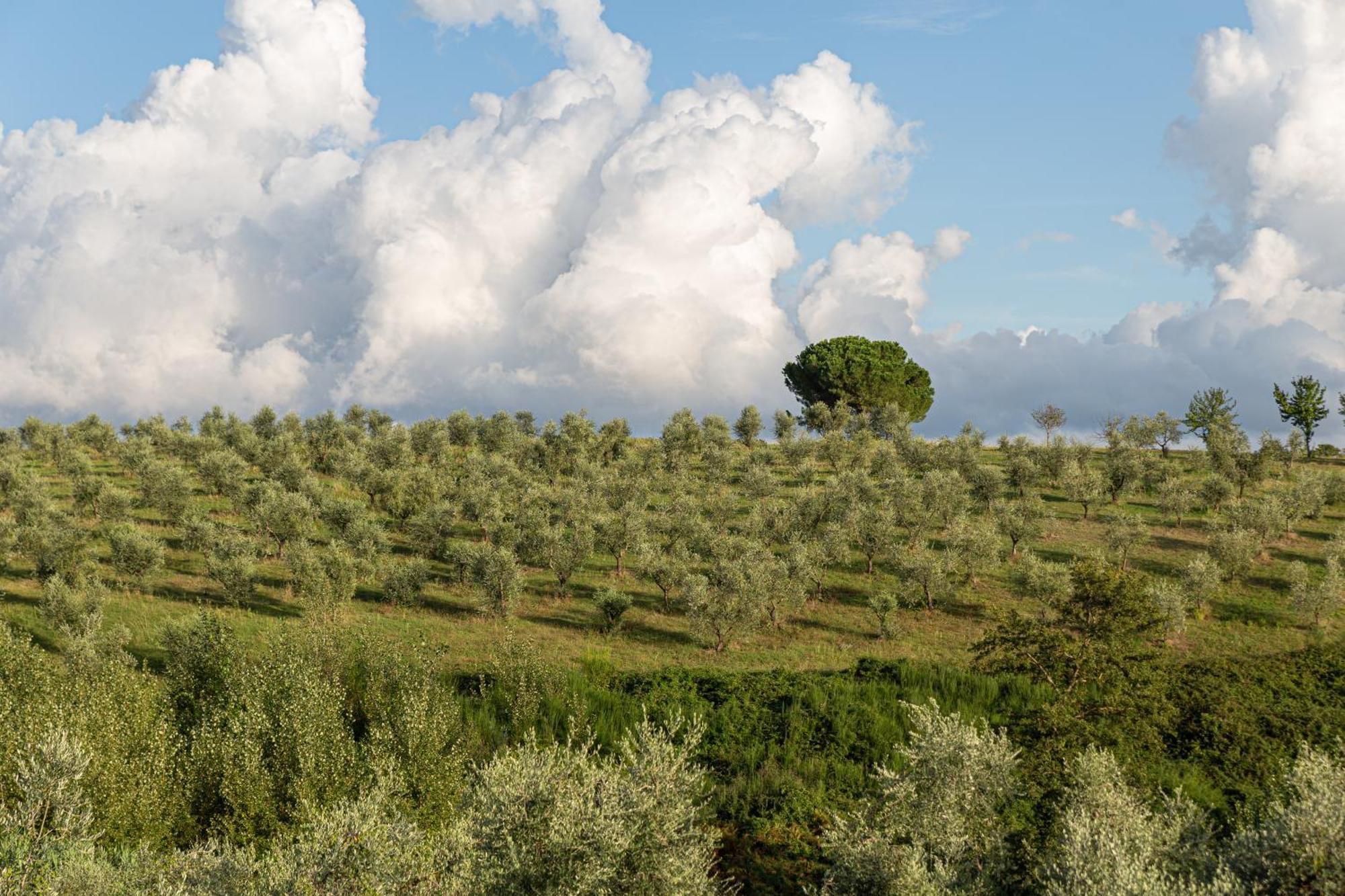 Agriturismo Cornieto Monteleone d'Orvieto Ngoại thất bức ảnh